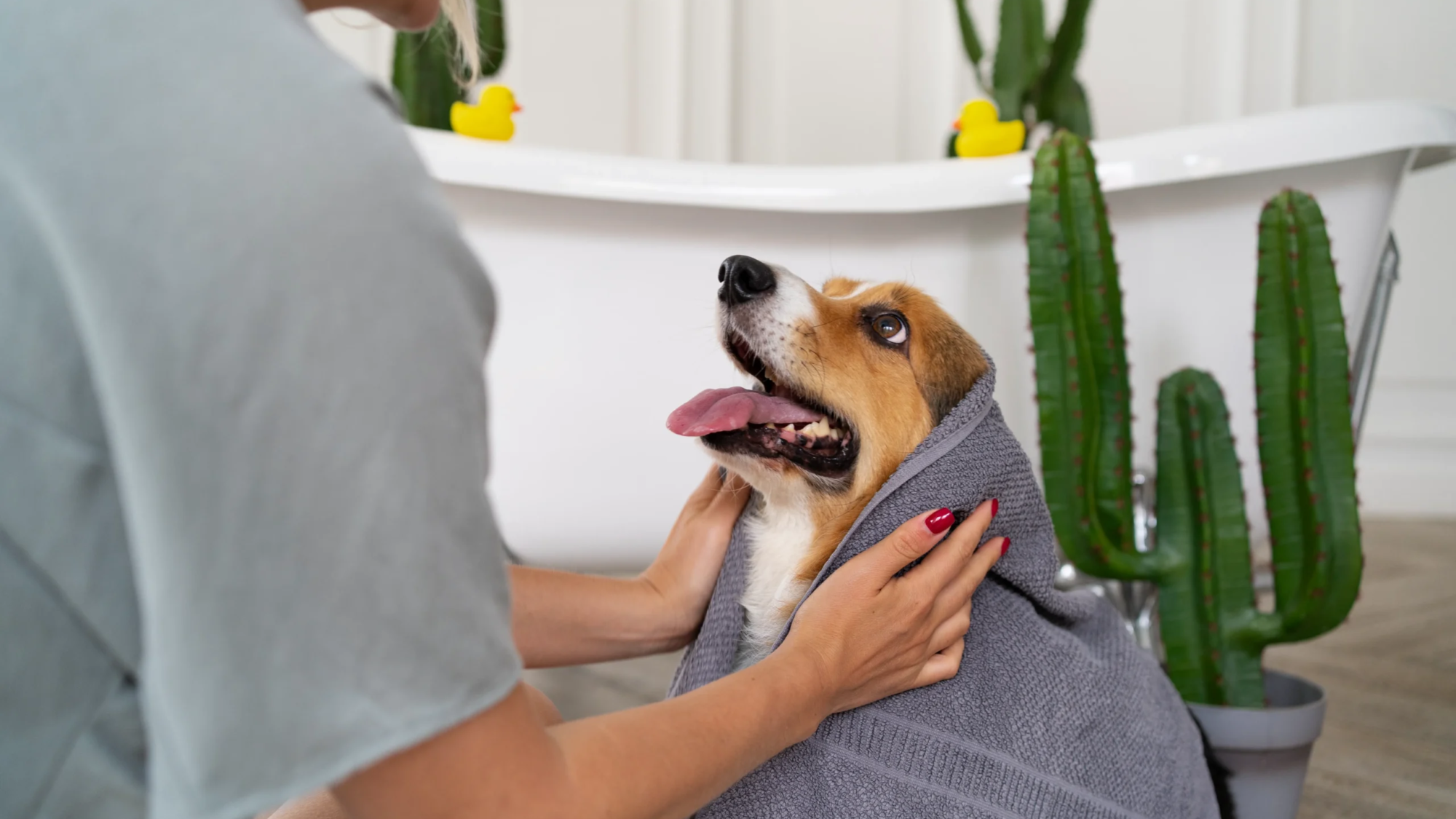 Why Pet grooming is important