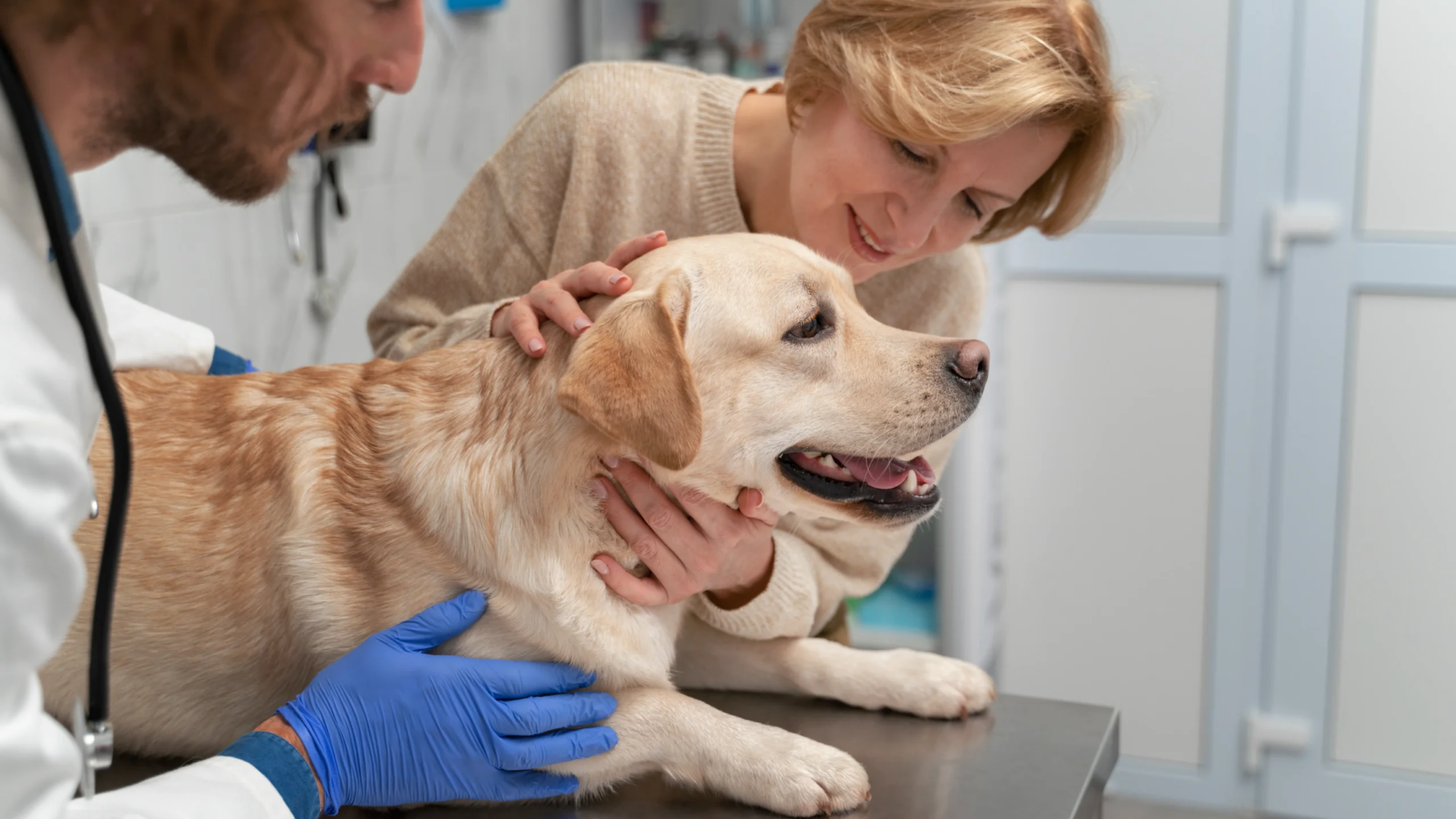 Taking Care of Your Dog After Vaccination_ What You Need to Know